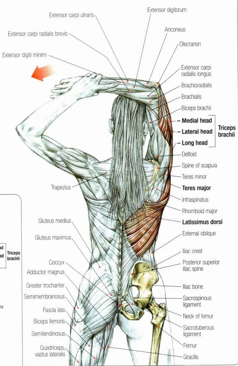 Middle Back Pain 768x1180 