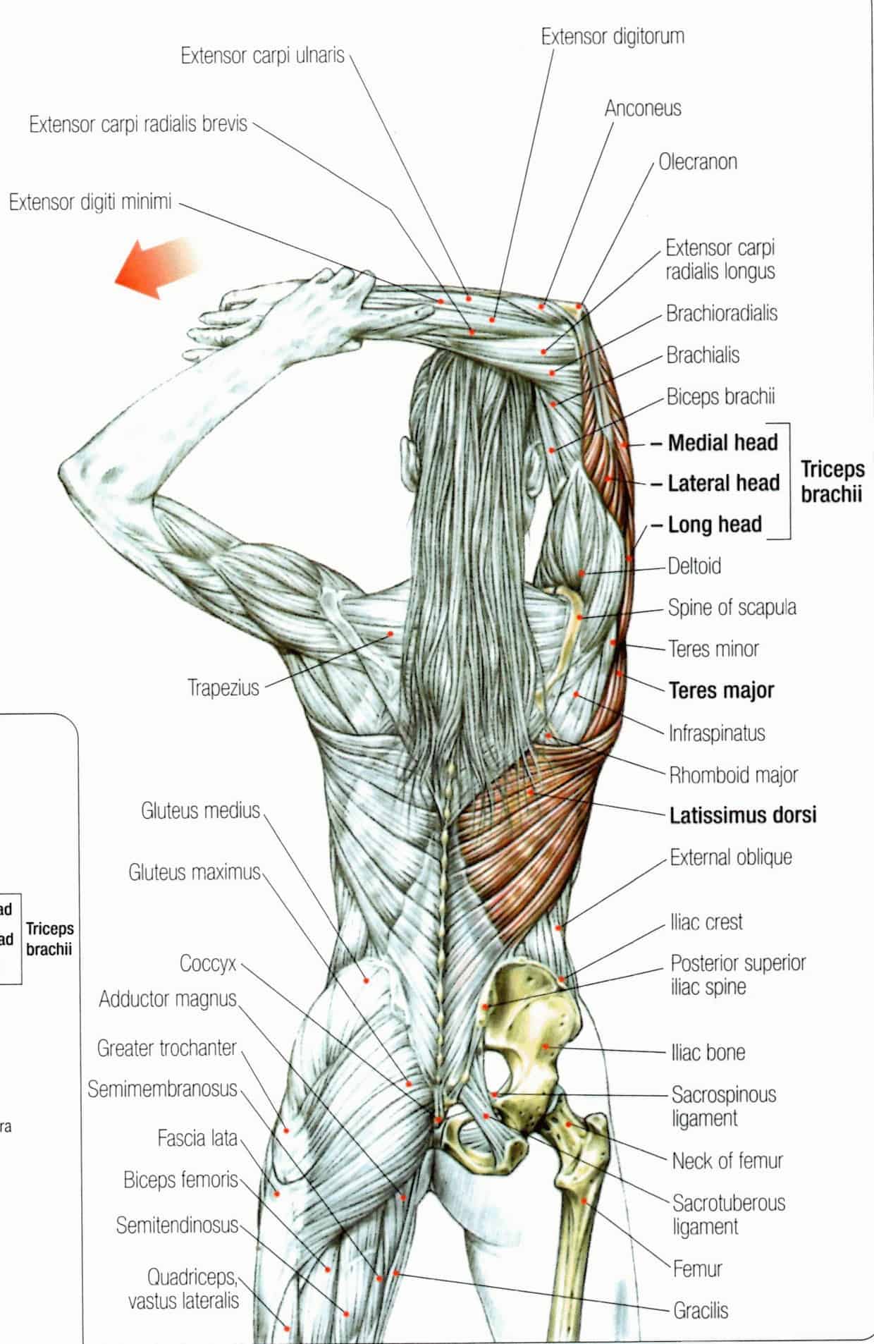 Middle back pain, rotator cuff pain, neck pain, golfer's ...